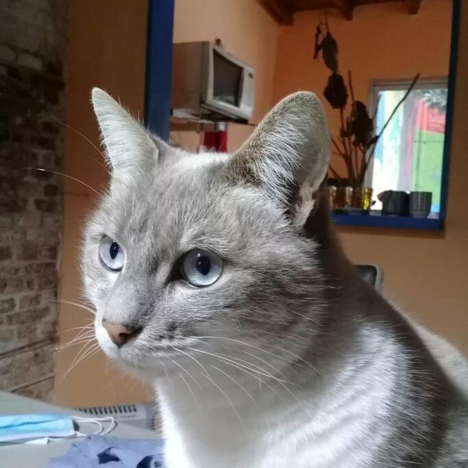 La Casa De Los Murales Avellaneda  Zewnętrze zdjęcie